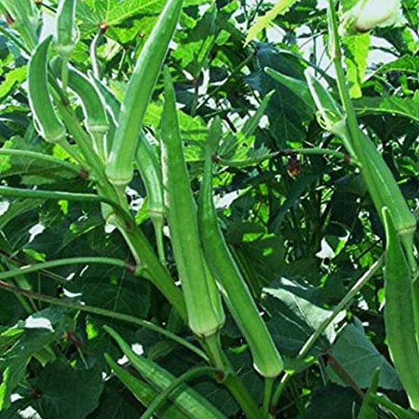 Okra Pusa Sawni Vegetable Seeds